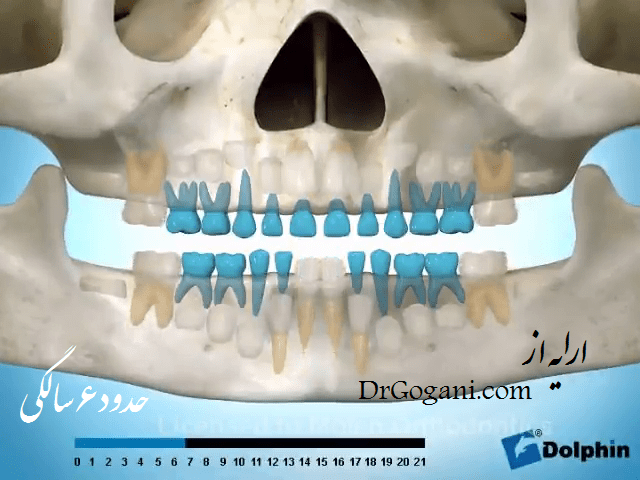 شش سالگی رویش دندان های دایمی