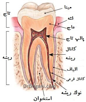 ساختار دندان و لایه های آن